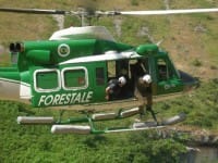 concorso forestale