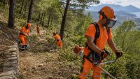 Concorso per 32 operai forestali: assunzioni con licenza media, domanda entro giugno